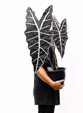 鲸鹿花园　亚马逊海芋Alocasia amazonica 室内网红热植盆栽