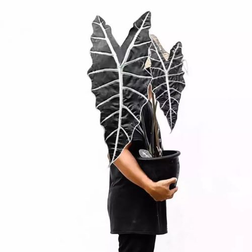 鲸鹿花园　亚马逊海芋Alocasia amazonica 室内网红热植盆栽