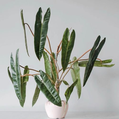 橙柄蔓绿绒室内桌面耐阴易养懒人