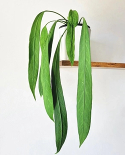 鲸鹿花园 维塔领带花烛天南星室内垂吊悬挂绿植观叶植物