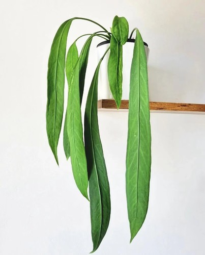 维塔领带花烛室内观叶植物趣味