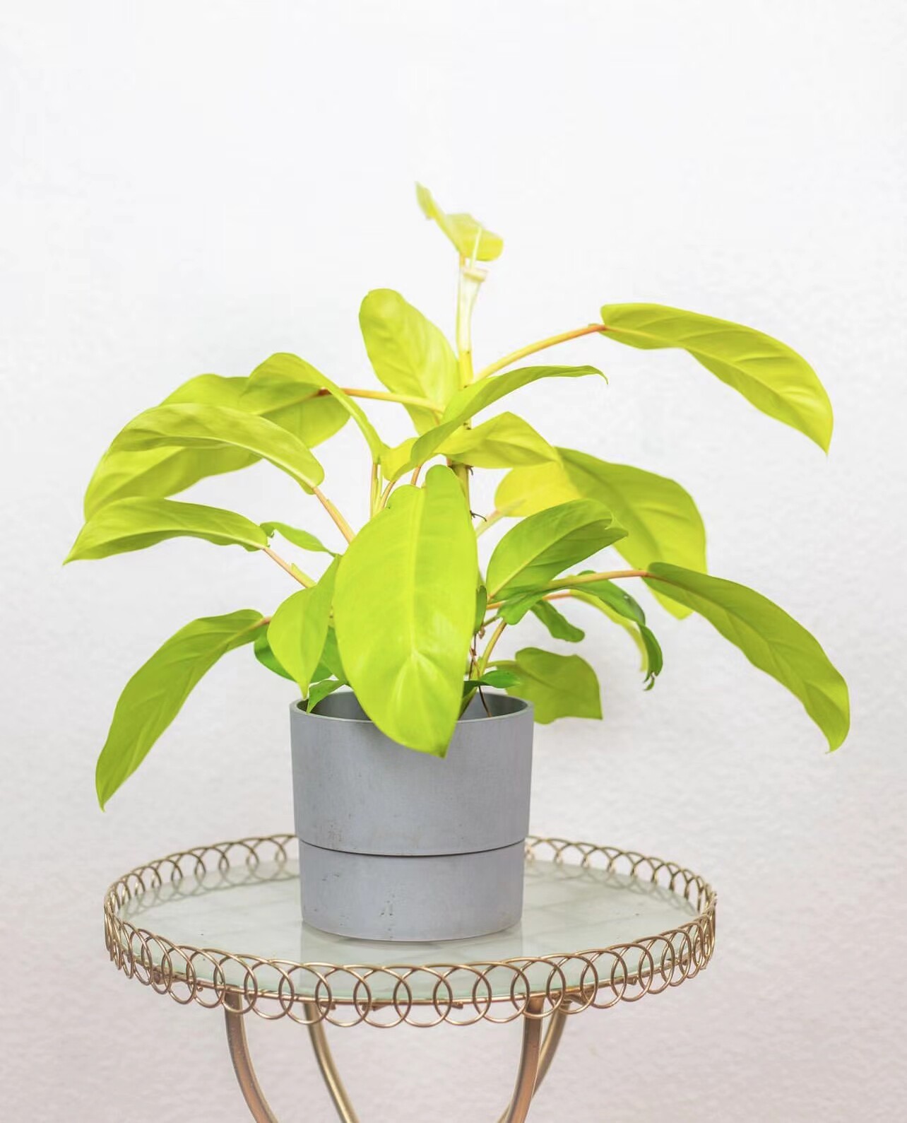 鲸鹿 金锄蔓绿绒  室内亮色系  美陈绿植 耐阴易养桌面盆栽