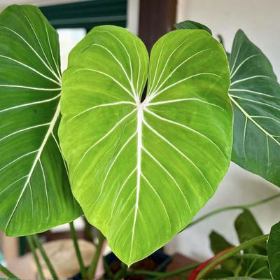鲸鹿花园 明脉蔓绿绒Philodendron Gloriosum 绒面高级感室内热植