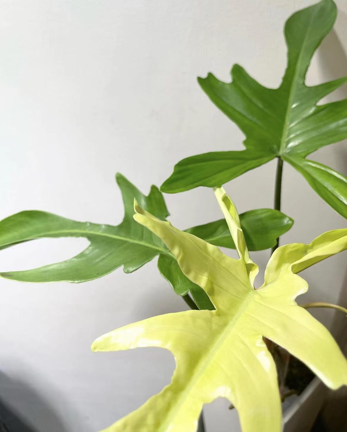 幽灵蔓绿绒室内耐阴观叶盆栽