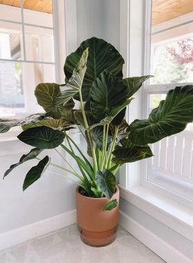鲸鹿花园 帝王盾海芋Alocasia 'Regal Shields'室内大型观叶热植