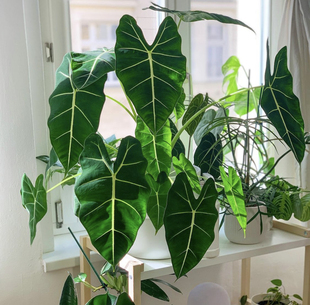 绿天鹅绒海芋Alocasia Frydek北欧INS风室内网红植物 热植