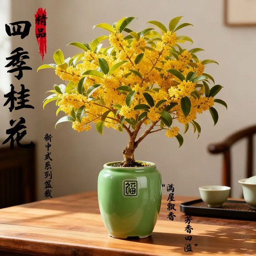 四季桂花树盆栽室内鲜花卉懒人绿植浓香型办公室植物四季开花盆景