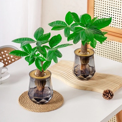 【买一送一】水培发财树懒人好养适合办公桌面客厅摆放水培植物