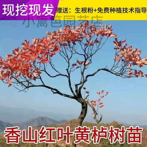 黄栌盆景老桩正宗香山红叶黄栌