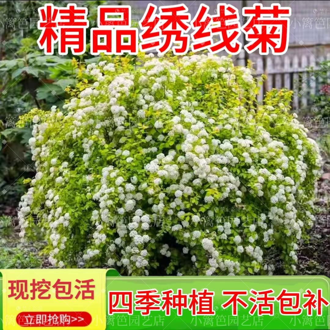黄金喷泉菱叶绣线菊爆花耐寒易养