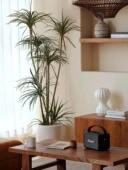 森林空间模拟绿植剑麻铁树龙血树植物装 饰室内客厅盆栽落地大型人