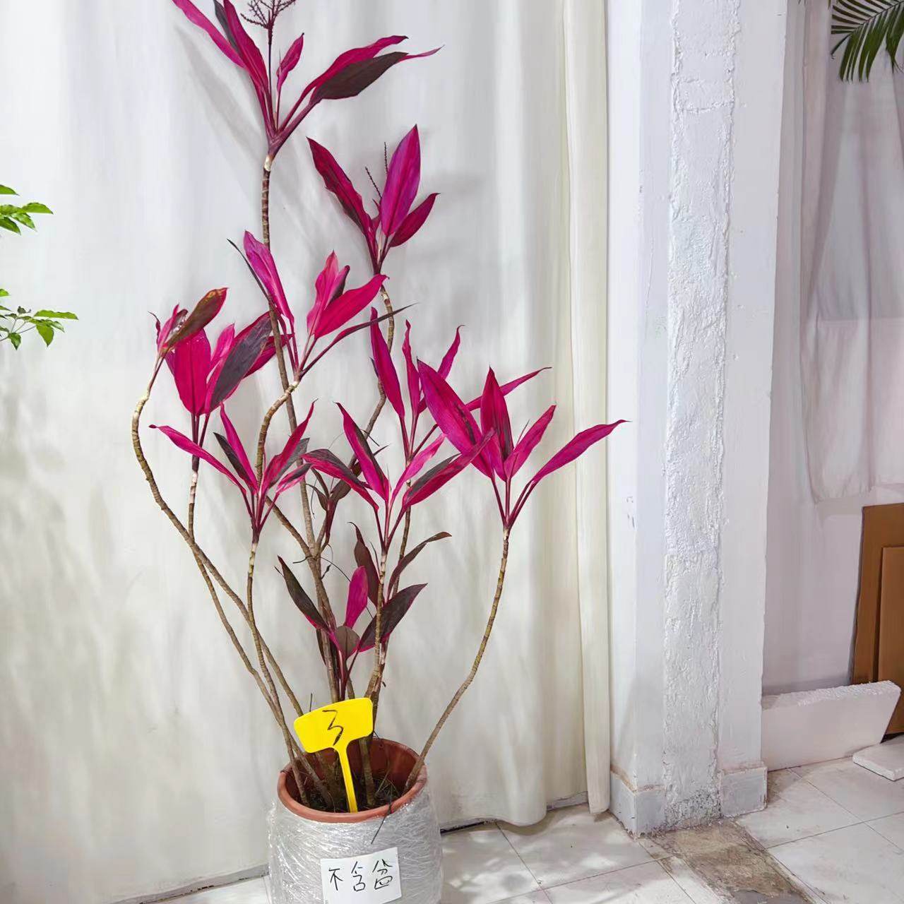 老桩红叶朱蕉又名红叶竹红铁为龙舌兰科客厅办公室庭院绿植