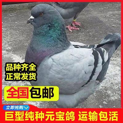 肉鸽宠物巨型纯种元宝鸽子活公母一对大体种鸽幼鸽观赏包下蛋包邮