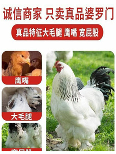 婆罗门鸡纯种大型鸡宠物鸡梵天鸡巨型活体进口种鸡仔苗观赏鸡包邮