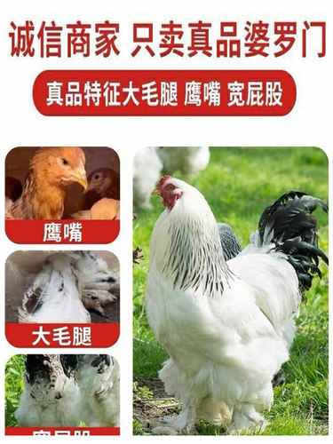 婆罗门鸡纯种大型鸡宠物鸡梵天鸡巨型活体进口种鸡仔苗包邮观赏鸡