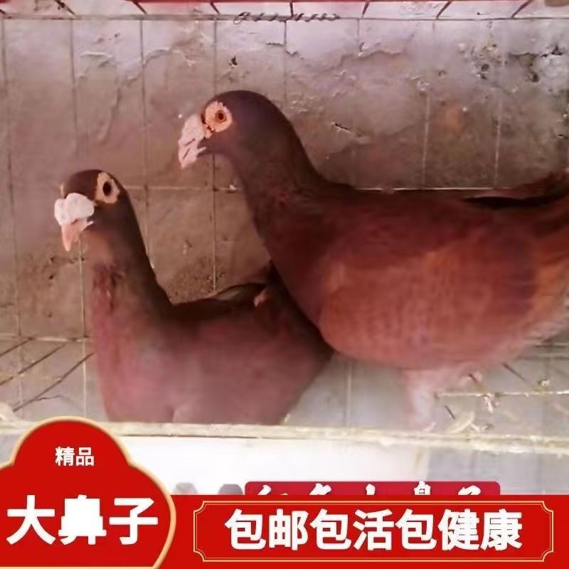 活体大鼻子观赏鸽包邮包健康开花