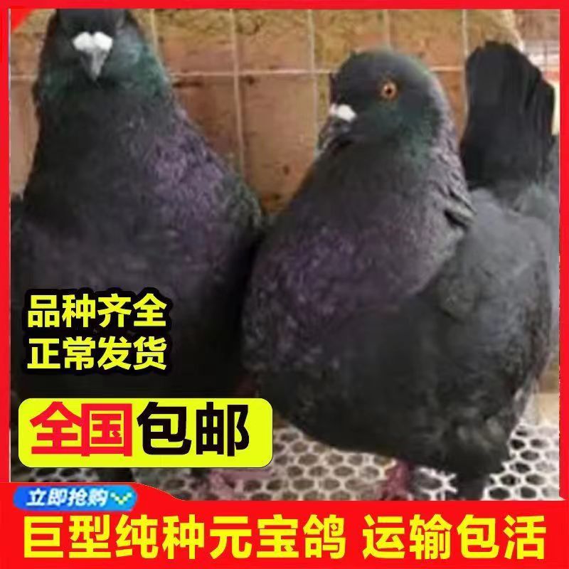 大体种鸽幼鸽观赏肉鸽巨型纯种元宝鸽子活公母一对宠物包下蛋包邮