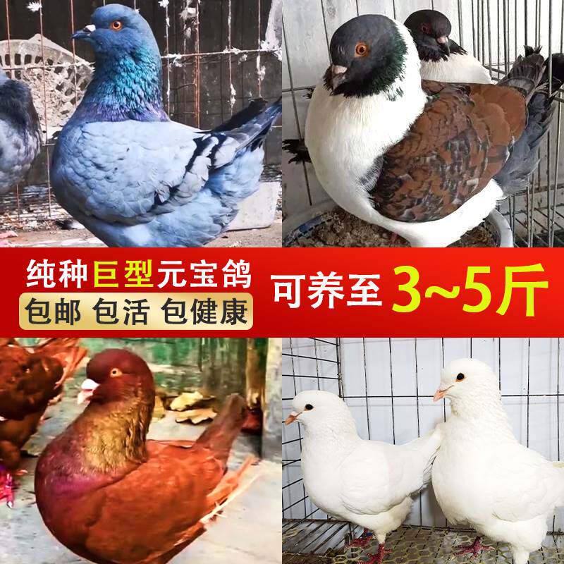 正宗纯种大体元宝鸽子活一对纯正
