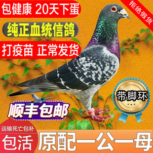 鸽子活一对信鸽种鸽赛鸽观赏鸽青年活体鸽子幼鸽纯正血统原配鸽子