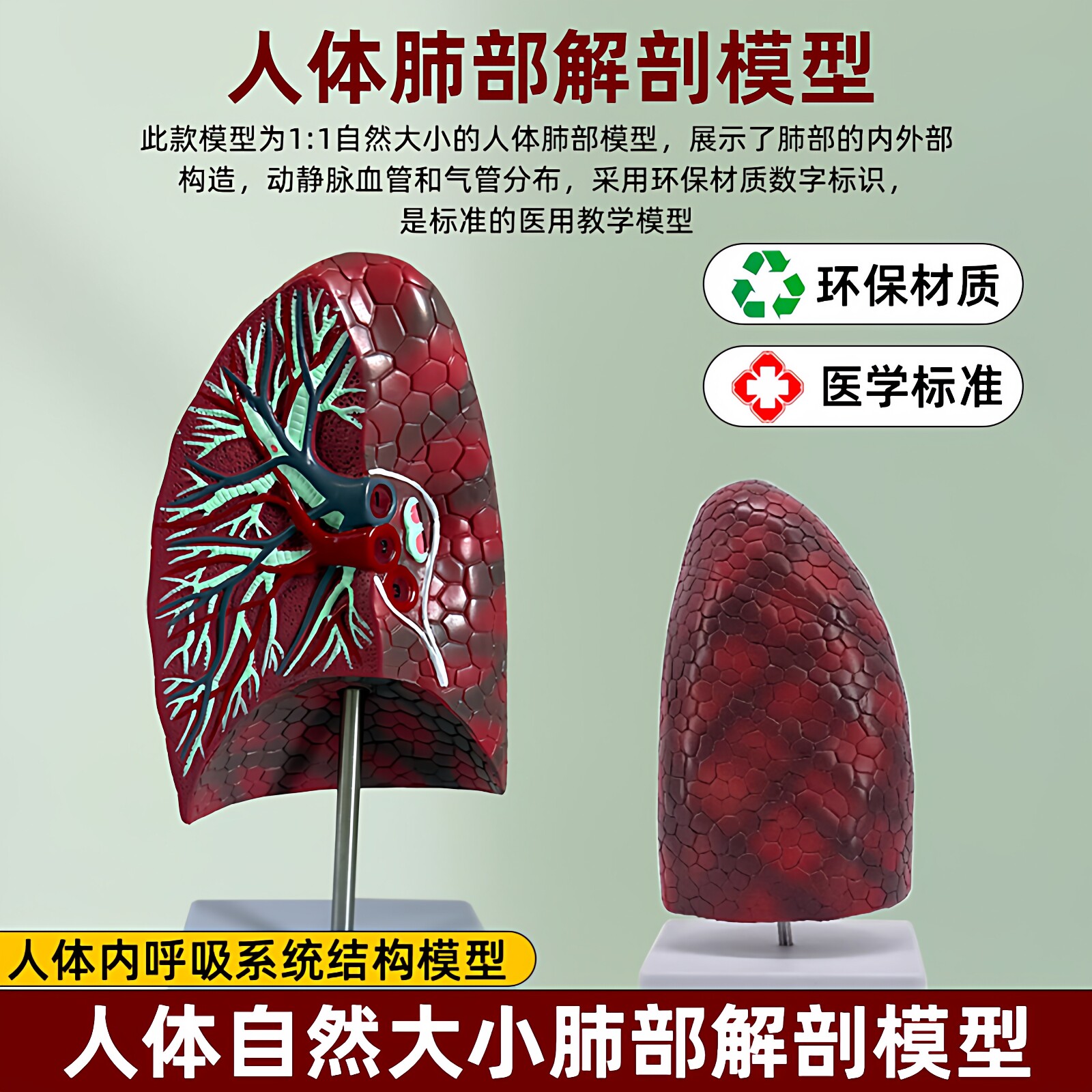 霜龛人体肺部解剖模型医学标准