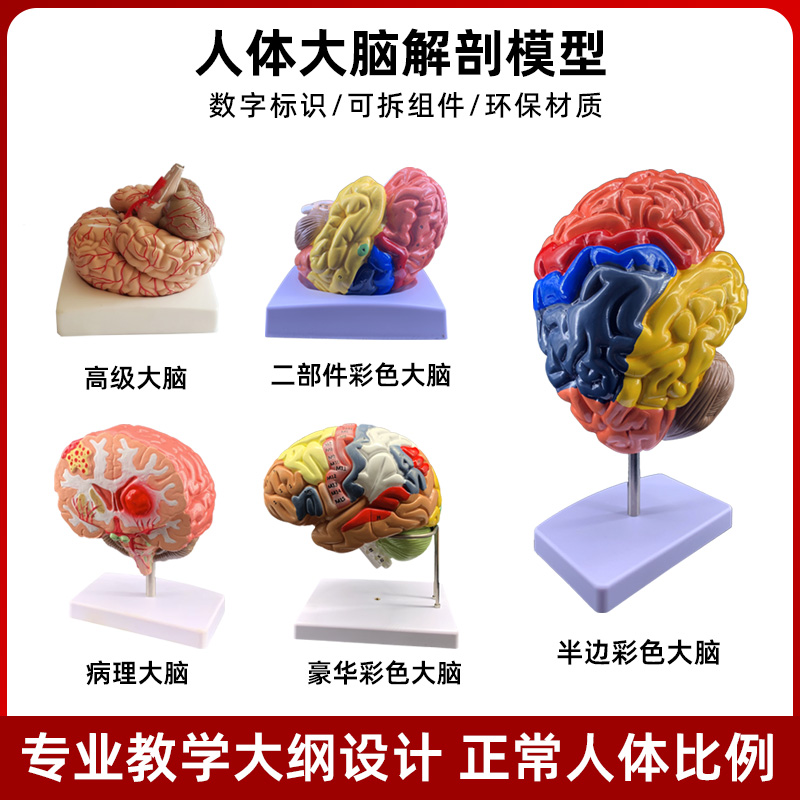 人体大脑皮质解剖脑干功能区分神经器官结构组织4d小脑可拆装模型 玩具/童车/益智/积木/模型 其他模型玩具 原图主图