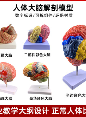 人体大脑皮质解剖脑干功能区分神经器官结构组织4d小脑可拆装模型