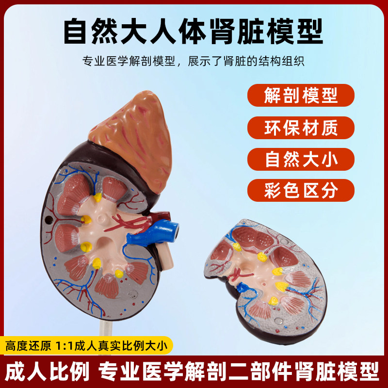 人体肾脏结构解剖模型一比一大小