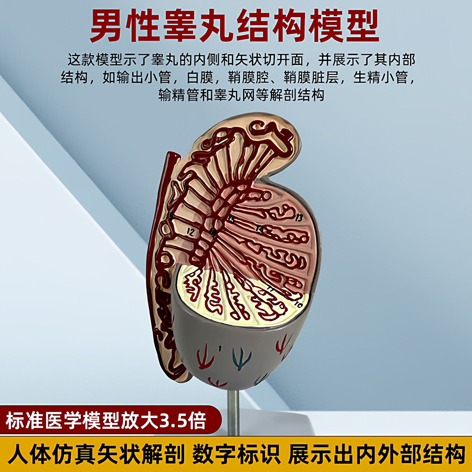 霜龛仿真睾丸解剖模型教学用