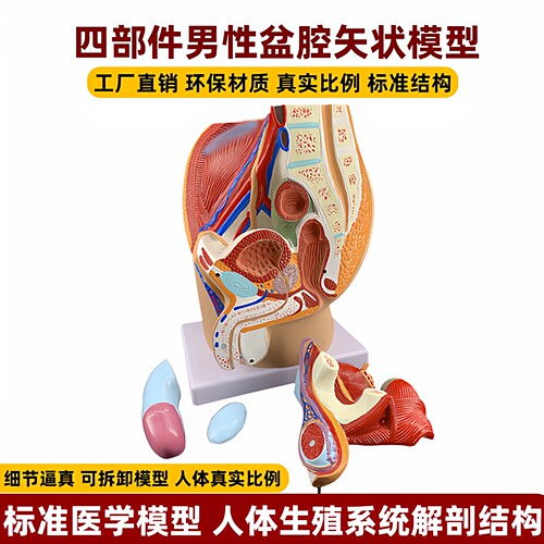 男女性盆腔矢状切面解剖生殖模型