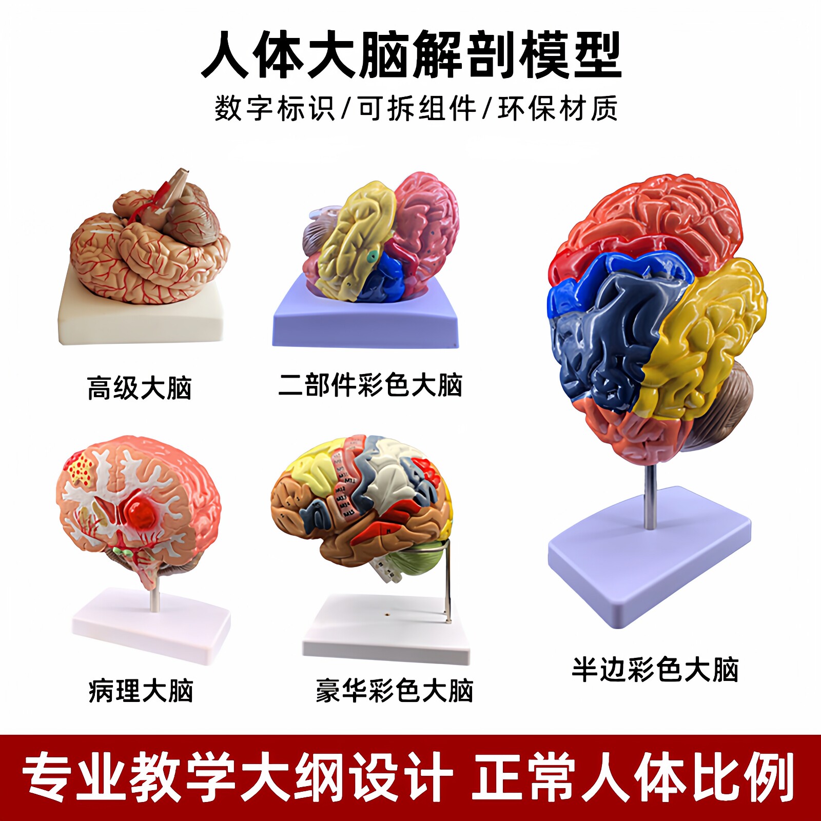 人体大脑皮质解剖脑干功能区分神经器官结构组织4d小脑可拆装模型