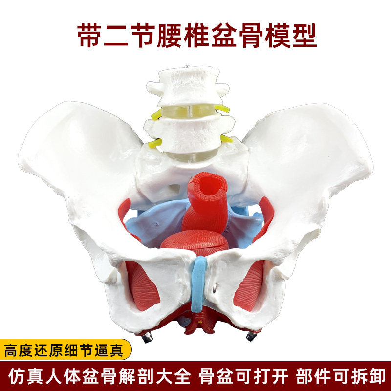 带二节腰椎骨盆底肌骨盆模型人体骨骼解剖仿真可活动拆卸教学用品