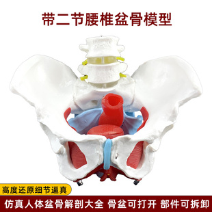 带二节腰椎骨盆底肌骨盆模型人体骨骼解剖仿真可活动拆卸教学用品