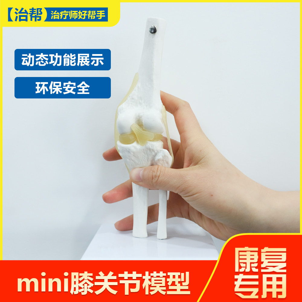 治帮膝关节模型动态可动