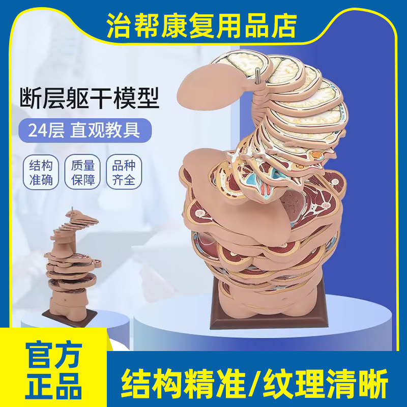 治帮人体模型医用人体