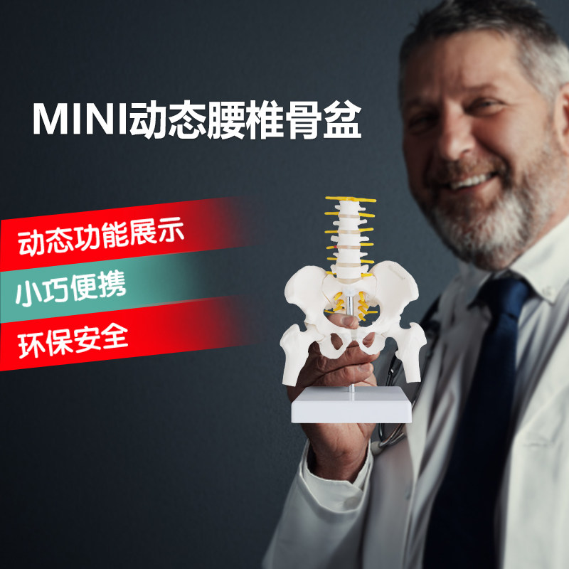 动态迷你女性腰椎骨盆模型关节