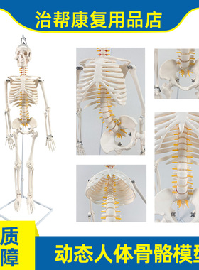 人体骨骼模型头骨脊柱颈椎腰椎骨盆可动小白骷髅教学人体骨架模型