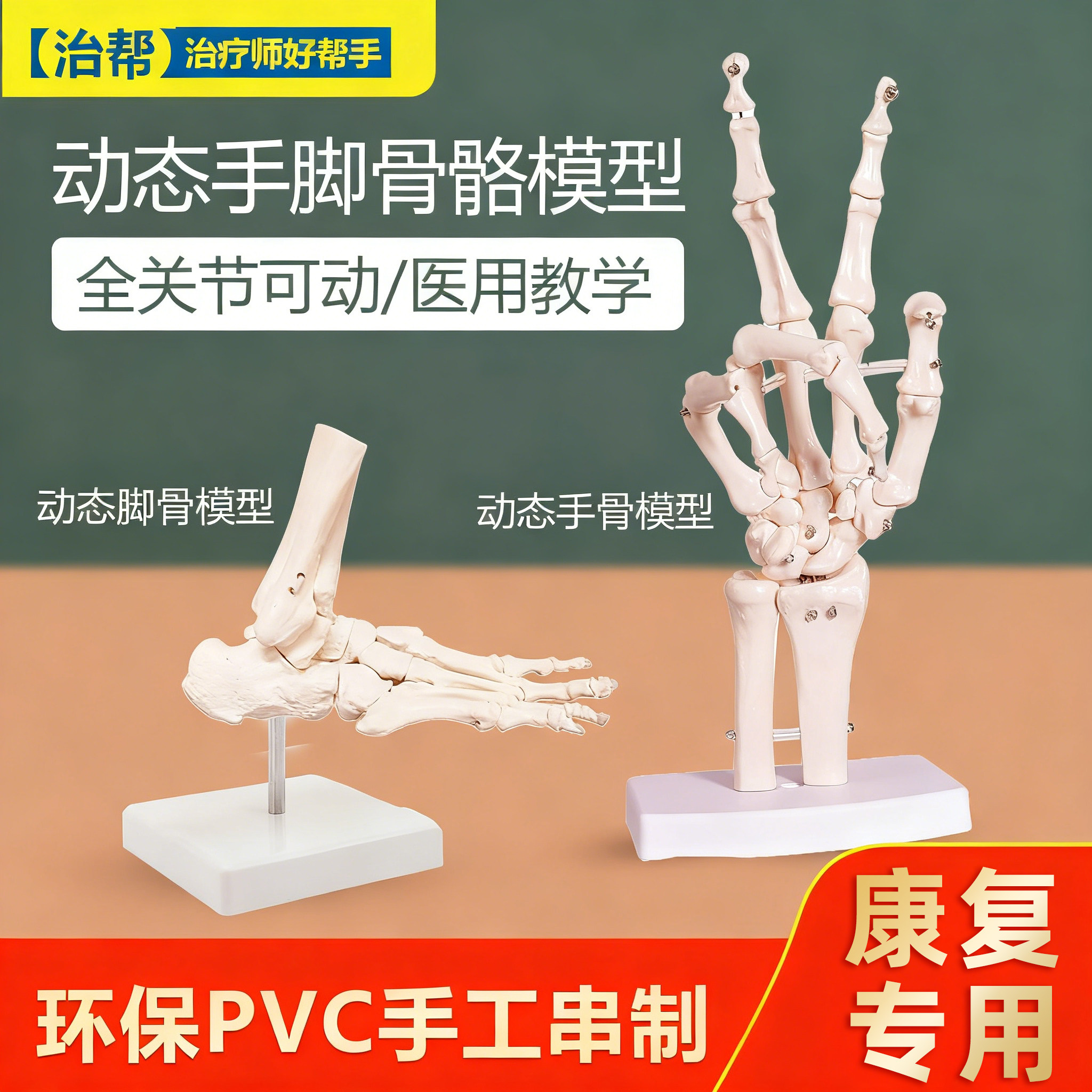 医用动态足踝脚关节手骨脚骨骨骼模型可活动教具功能展示康复教学