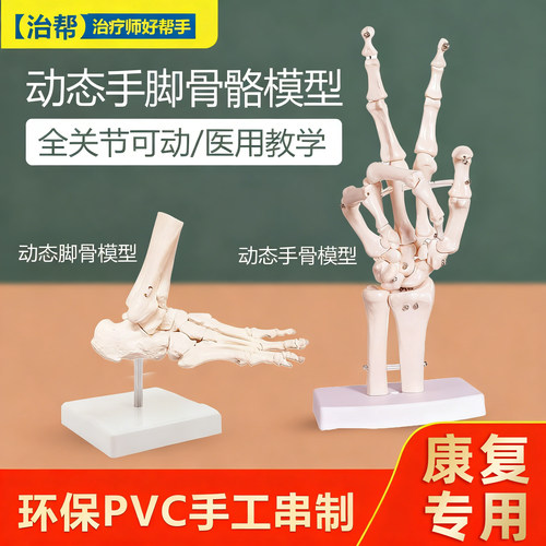 治帮足踝脚关节手骨脚骨模型医用