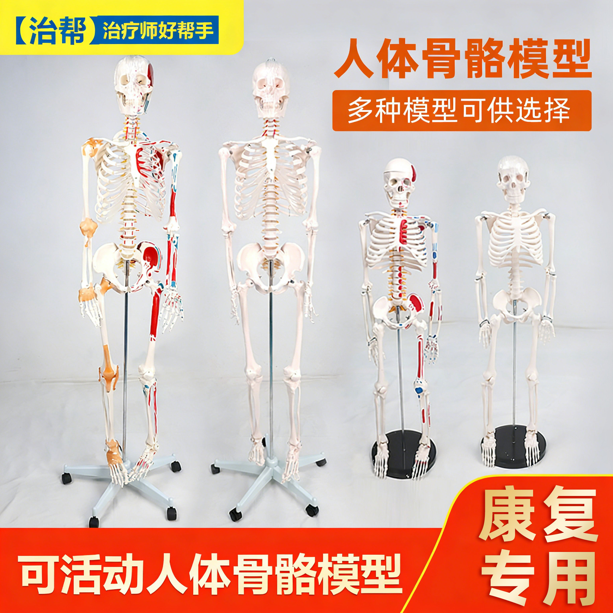 治帮人体骨骼模型医用解剖