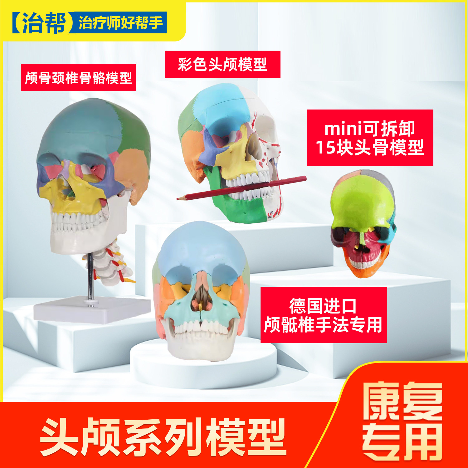 头颅模型多部件可拆分仿真