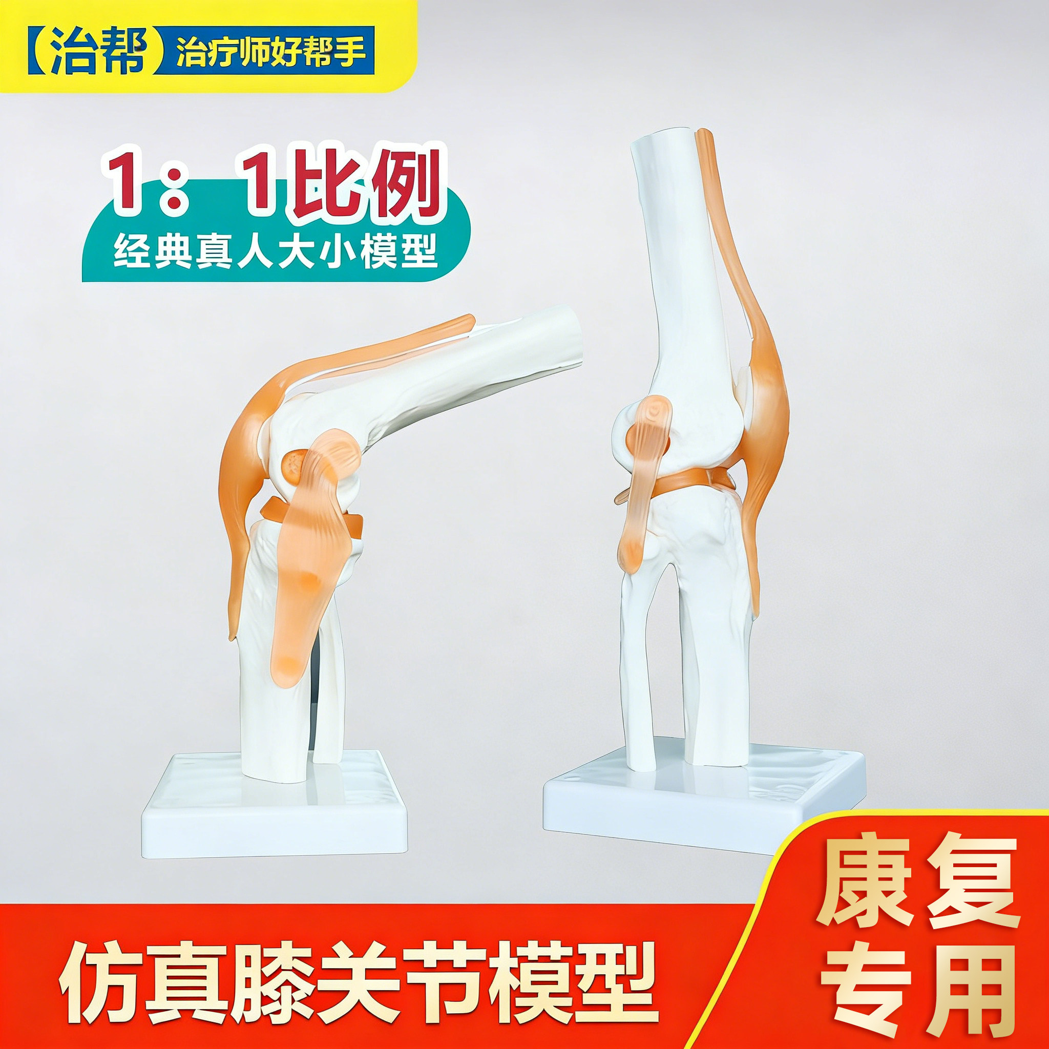 治帮膝关节骨骼模型动态可拆卸