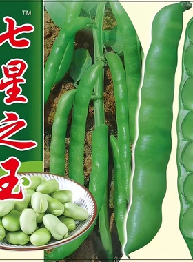 蚕豆种子七星特大蚕豆巨大号罗汉豆种籽秋冬季播种早熟耐寒胡豆籽