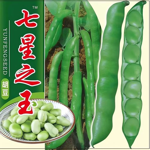 蚕豆种子七星特大蚕豆巨大号罗汉豆种籽秋冬季播种早熟耐寒胡豆籽