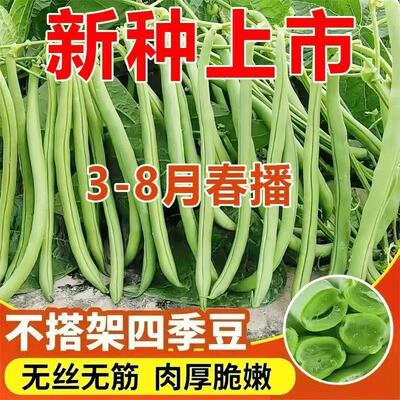 无架四季豆种子易种丰产无筋无丝四季豆春秋播种高产今年新种子