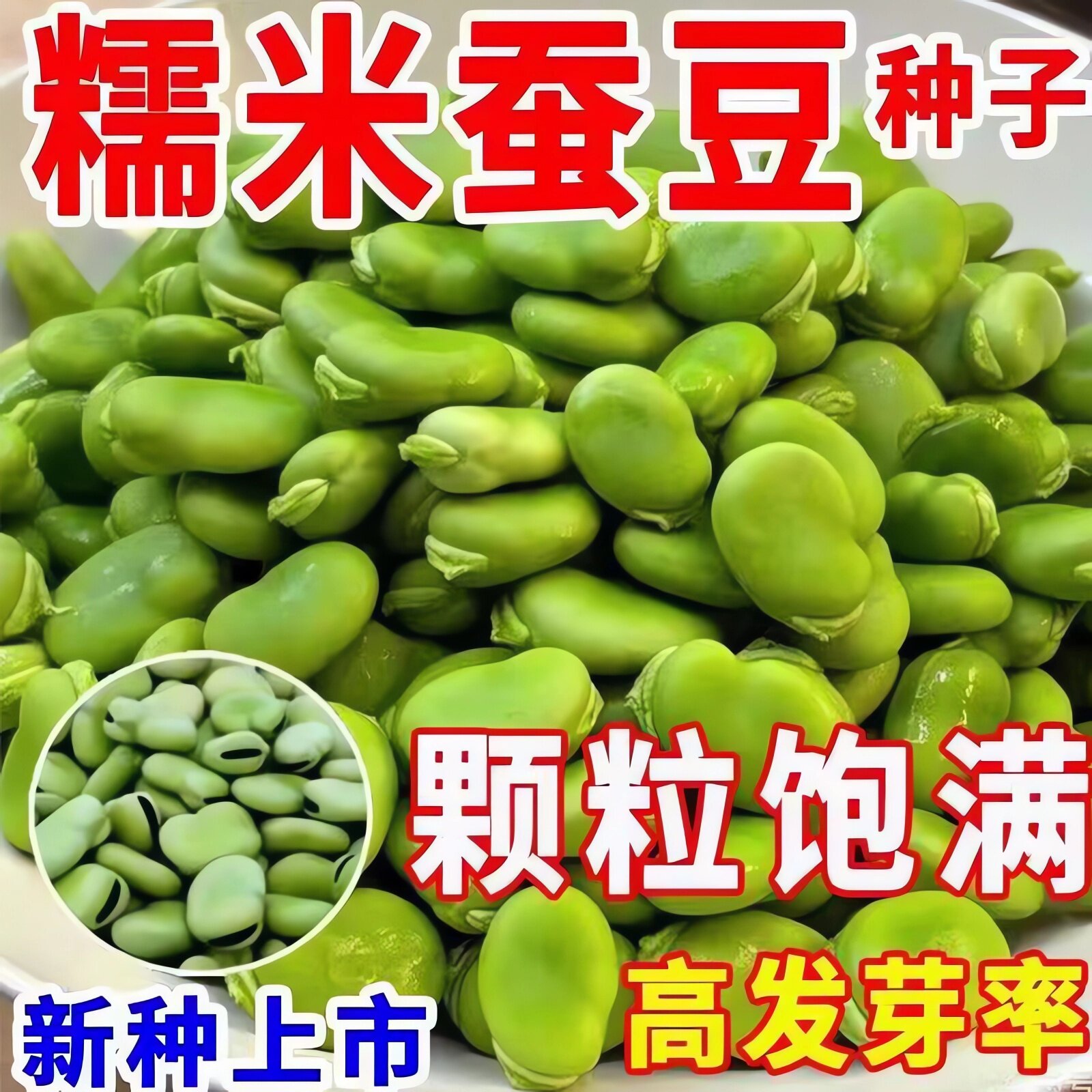绿宝石蚕豆种子抗病抗倒高产耐寒糯米蚕豆种籽秋冬季播