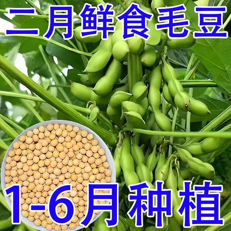 高产早熟大粒毛豆种子抗病耐寒青毛豆种子春播夏播毛豆籽蔬菜种子