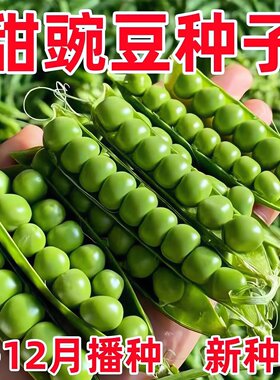 甜豌豆种子水果型甜脆可生吃菜豌豆甜豌豆尖四季播蔬菜籽大荚青豆