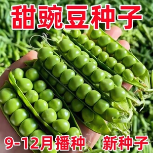 甜豌豆种子水果型甜脆可生吃菜豌豆甜豌豆尖四季播蔬菜籽大荚青豆