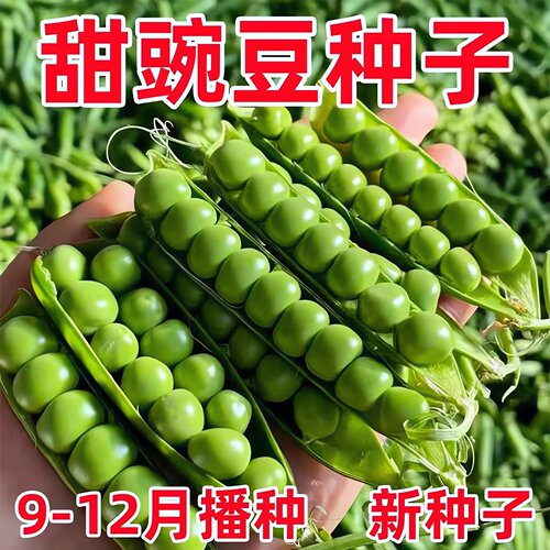 甜豌豆种子水果型甜脆可生吃菜豌豆甜豌豆尖四季播蔬菜籽大荚青豆