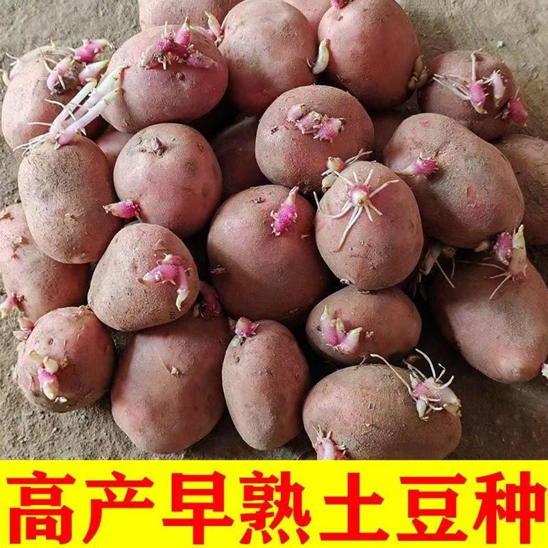 正宗红皮黄心土豆种子发芽早熟